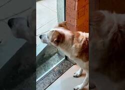 Enlace a Este perro tiembla de miedo al ver a un gato
