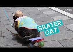 Enlace a Gato japonés se pasea en skate