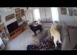 Enlace a La reacción de unos perros a un terremoto en California