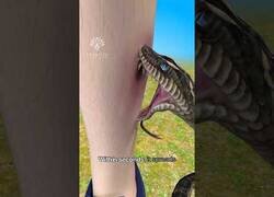 Enlace a ¿Qué pasa en tu cuerpo cuando te muerde una serpiente venenosa?