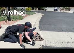 Enlace a Bomberos salvan a una familia de patos atrapados en una alcantarilla