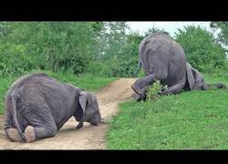 Enlace a Elefantes borrachos de frutas fermentadas