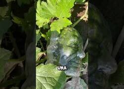 Enlace a Cómo hacer que una calabaza tenga forma de cabeza humana