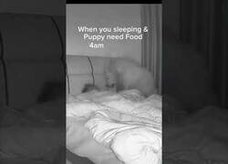 Enlace a Cuando al Firulais le entra el hambre a las 4AM