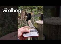 Enlace a El mejor amigo de los pájaros