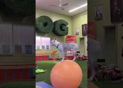 Enlace a Este perro aprendió a caminar sobre una pelota y ahora solo se mueve así