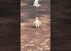 Enlace a Esta cacatúa es el alma de la fiesta