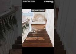 Enlace a Cuando pintas las escaleras en homenaje a tu perro Max