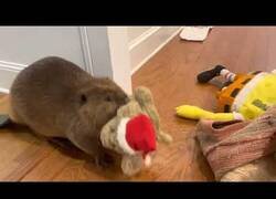 Enlace a Castor rescatado y viviendo en una casa hace presas con todo lo que pilla