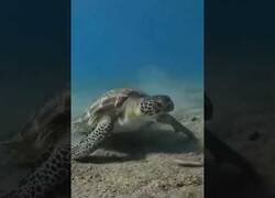 Enlace a Tortuga marina se muestra disgustada tras comerse un animal repulsivo