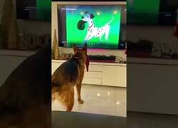 Enlace a Cuando las mascotas ven la tele