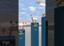 Enlace a Comparación de los animales más numerosos del mundo