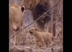 Enlace a León le da un azote en el culo a su hijo por portarse mal