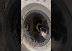 Enlace a Este gato encontró un nuevo entretenimiento