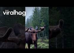 Enlace a El encuentro entre un conductor y un alce curioso