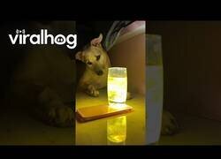 Enlace a Perro reacciona al trend del agua Haldi