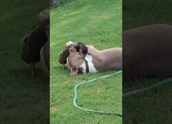 Enlace a Un pato le hace cosquillas a un perro