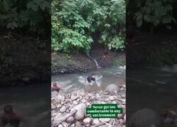 Enlace a Nunca te fíes al 100% de la naturaleza