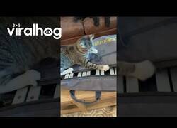 Enlace a No le toques el xilófono al Misifú