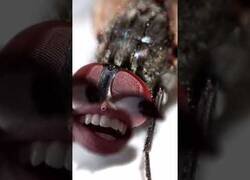 Enlace a Truco para poder matar a una mosca