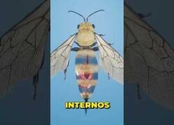 Enlace a ¿Qué pasa cuando te pica una abeja?