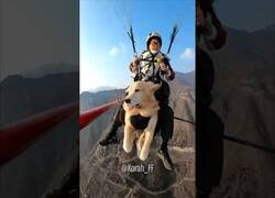 Enlace a El perrete paracaidista