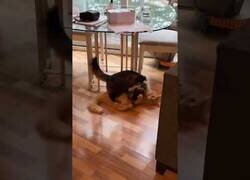 Enlace a Los gatos hacen lo que ven por la tele...