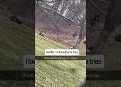 Enlace a Cuando el árbol se defiende con una llave de lucha libre