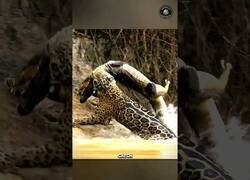 Enlace a Jaguar se lanza al agua para cazar un cocodrilo