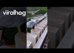 Enlace a Gaviota cae al aterrizar y el resto de gaviotas se ríen de ella