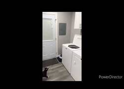 Enlace a Gato acaba atrapado intentando atrapar a una mosca