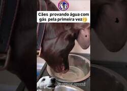 Enlace a Perros probando el agua con gas por primera vez