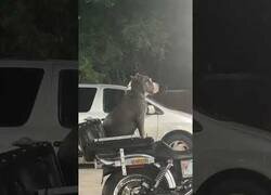 Enlace a El perro más molón de la ciudad