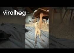 Enlace a Bebé canguro intenta dar sus primeros saltos