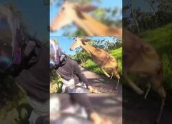 Enlace a Un ciervo la toma con un motorista