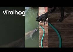 Enlace a Un perro y león marino comparten agua