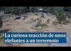 Enlace a La reacción de estos elefantes a un terremoto en San Diego