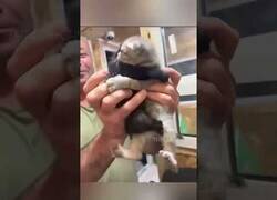 Enlace a Un tipo quiso adoptar a un gato pero tuvo que llevarse dos al no querer separarse de su hermano