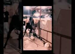 Enlace a No es el caballo más amigable del establo