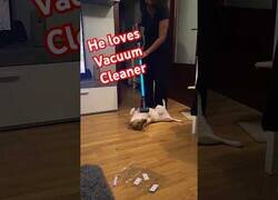 Enlace a Cuando el Firulais no te deja pasar la aspiradora