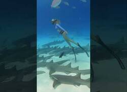 Enlace a ¿Bucearías entre tiburones dormidos?