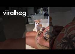 Enlace a Gatito prueba el melón por primera vez