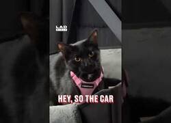 Enlace a Hay un mensaje para mi gato de parte del coche de delante