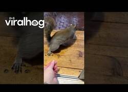 Enlace a Es la hora de cenar para estas ardillas