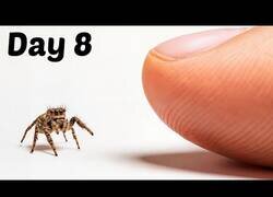 Enlace a Así es el proceso de hacerse amigo de una pequeña araña