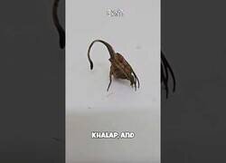 Enlace a Parece una simple hoja seca, pero es una araña