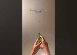 Enlace a ¿Odias los bichos? ¡Házte con un camaleón!