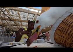 Enlace a Una gaviota roba un filete de 115 dólares