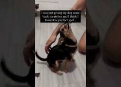 Enlace a Creo que al Firulais le gusta que le rasquen la espalda