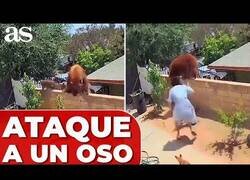 Enlace a Señora se enfrenta a un oso para defender a sus perros en su casa